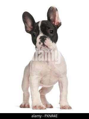 Chiot bouledogue français, 10 semaines, standing against white background Banque D'Images