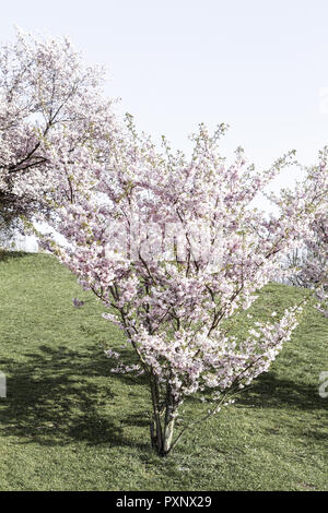 Praechtig bluehender Zierkirsche Kirschbaum im Fruehling, Banque D'Images