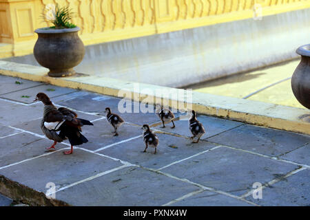 L'Egyptian goose (Alopochen aegyptiaca) avec les poussins dans la cour au château de Bonne Espérance, en Afrique du Sud. Banque D'Images