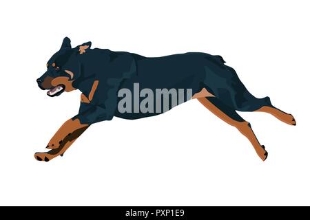 Rottweiler dog s'exécute au cours de la formation. Illustration vecteur de chien. Rottweiler isolé sur fond blanc. Illustration de Vecteur