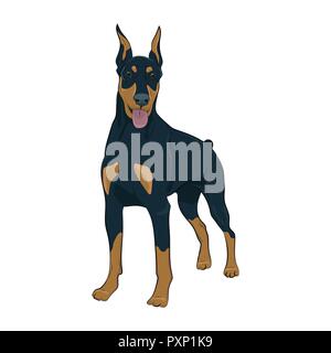 Dobermann article isolé sur fond blanc. Dobermann et haletant permanent avec la langue. Chien de garde pour votre conception. Illustration de Vecteur