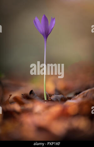 Fleur pourpre entre les feuilles tombées en automne Banque D'Images