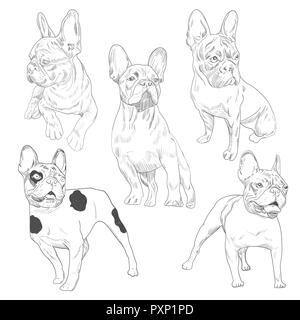 Chien de race pure dans différentes poses croquis dessinés à la main. Bouledogue français définir isolé sur fond blanc. Illustration de Vecteur