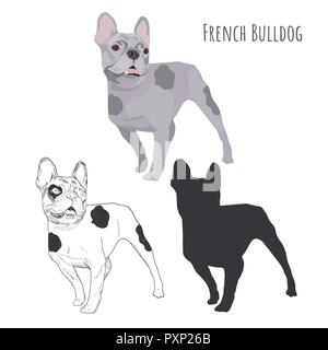 Bouledogue français isolé sur fond blanc. Ensemble de trois chiens de race pure dans des styles différents. Illustration de Vecteur