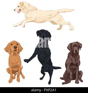 Chien Labrador Noir Sautant Isolé Sur Fond Blanc Pure Race