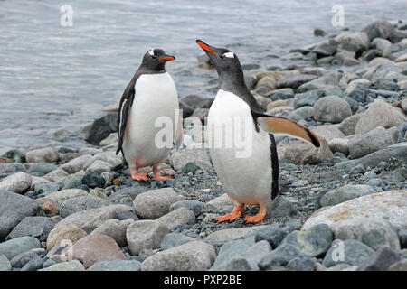 Paire de manchots, de l'Antarctique Banque D'Images