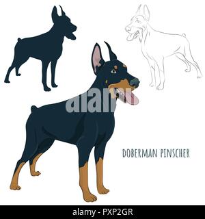 Dobermann et haletant permanent avec la langue. Chien de garde pour votre design.Dobermann article isolé sur fond blanc. Silhouette, croquis. Illustration de Vecteur