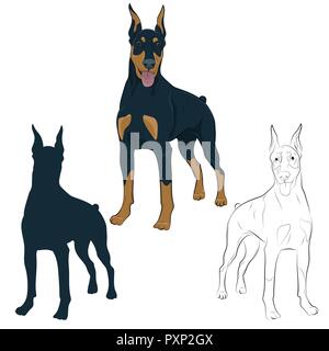 Dobermann et haletant permanent avec la langue. Chien de garde pour votre design.Dobermann article isolé sur fond blanc. Silhouette, un croquis Illustration de Vecteur