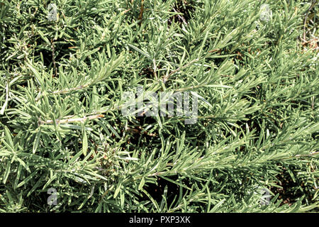 Rosmarinstrauch, Gewürz, Rosemary bush, épice, romarin, Rosmarinus officinalis,, l'arôme, l'aromathérapie, aromatique, arrière-plan, direction générale, Bunch, libre, c Banque D'Images