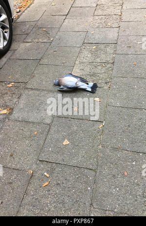 La pose de pigeon mort paisiblement sur le trottoir Banque D'Images