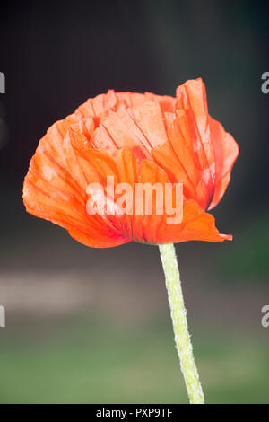 Poppy au soleil Banque D'Images