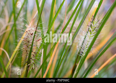 Pennisetum alopecuroides 'Little Bunny' Banque D'Images