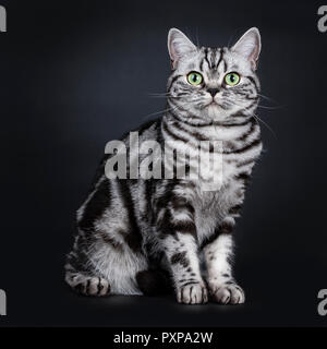 Black silver tabby blotched expressif British Shorthair cat sitting côté, à tout droit à l'appareil photo avec des yeux verts, isolated on black backgrou Banque D'Images