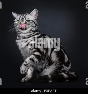 Black silver tabby blotched expressif British Shorthair cat sitting côté, à tout droit à huis clos avec des yeux verts tout en léchant le nez et le visage, Banque D'Images