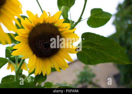 Vol d'abeilles vers grand tournesol rip Banque D'Images