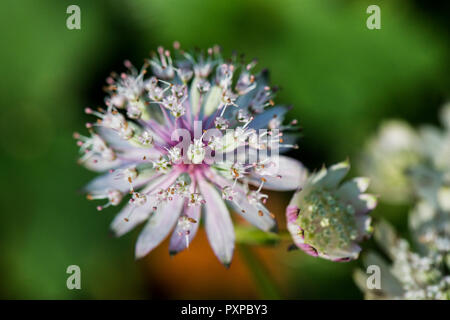 Les fleurs d'une plus grande masterwort Astrantia (majeur)//////// Banque D'Images