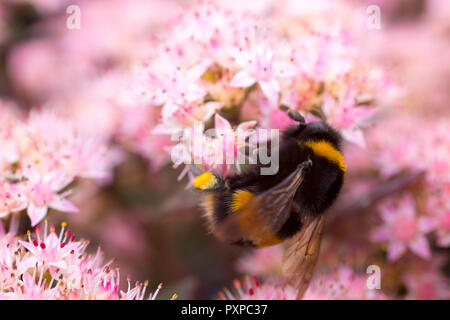 Bumblebee venant butiner Sedum telephium 'Séduction' Brown-Red Banque D'Images