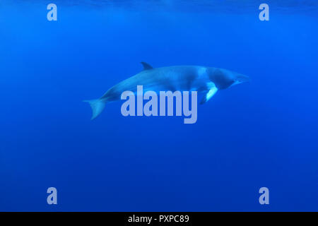Petit rorqual nain (Balaenoptera acutorostrata) sous l'eau dans la Grande Barrière de Corail Banque D'Images