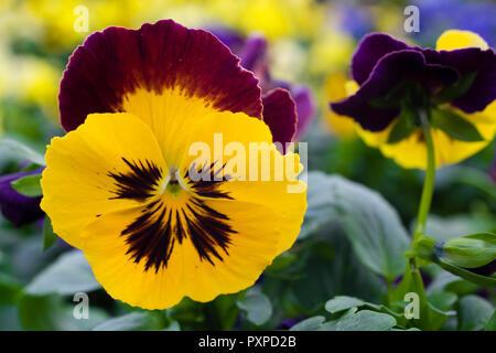 Pansy 'Midnight' Banque D'Images