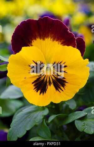 Pansy 'Midnight' Banque D'Images