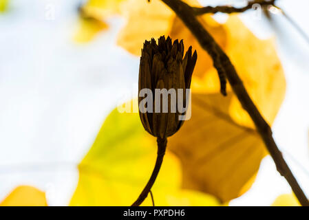 La gousse d'un tulipier (Liriodendron tulipifera) à l'automne Banque D'Images