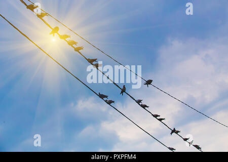 Pigeons sur fil sur ciel solaire Banque D'Images