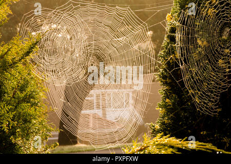 Superposition de trois nappes de traverser le jardin, jardin araignée Araneus diadematus, araignée, araignée, croix d'octobre. Sussex, UK. Banque D'Images
