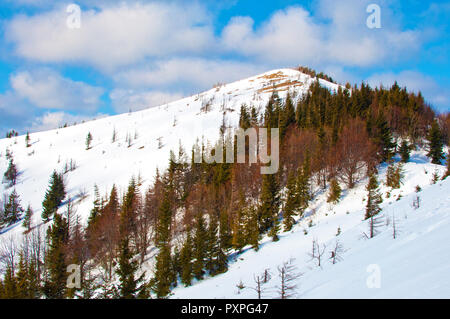 Une colline couverte de neige et de l'épinette d'evergreen et de pins dans la chaîne des Carpates. La journée ensoleillée d'hiver glacial ; des nuages dans le ciel bleu Banque D'Images