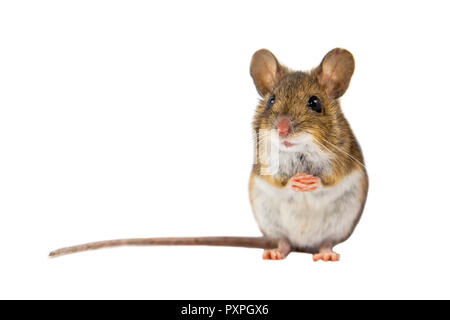 Souris en bois (Apodemus sylvaticus) assis patiemment sur pattes et à la recherche dans l'appareil photo sur fond blanc Banque D'Images