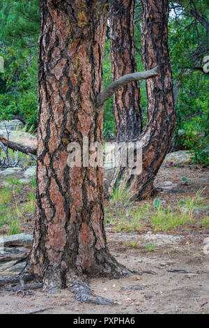 Détail de l'écorce d'arbre de pin ponderosa et de racines, de passerelle Mesa Open Space Park, Castle Rock Colorado nous. Photo prise en août. Banque D'Images