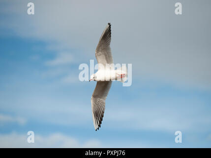 Mouette, Chroicocephalus ridibundus, en vol au-dessus du réservoir de Brant, Brent, London, Royaume-Uni Banque D'Images