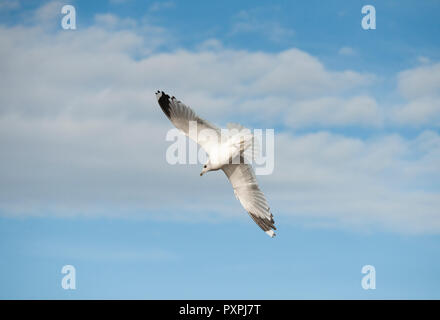 Goéland, Larus canus, en vol au-dessus du réservoir Brent ou Welsh Harp réservoir, Brent, London, United Kingdom Banque D'Images