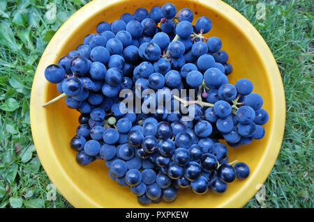 Raisins de cépage Petit bleu dans un bassin en plastique jaune. Fruits préparés pour le traitement du vin Banque D'Images