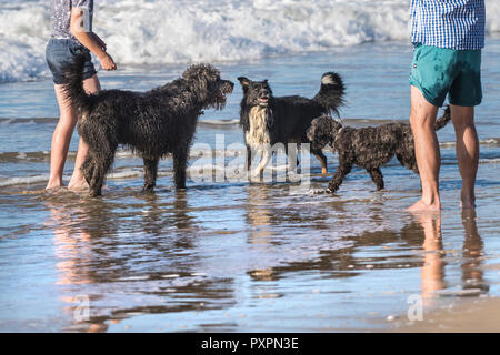 Les chiens et les gens sur la plage de Fistral à Newquay en Cornouailles. Banque D'Images