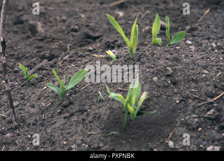 Les plantules de maïs dans les collines, les Mandans et les Hidatsas garden, couteau River Indian Village, North Dakota. Photographie Banque D'Images