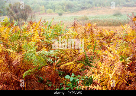 Fougère Pteridium, aquillinum en couleurs automnales, Dorset, UK Banque D'Images
