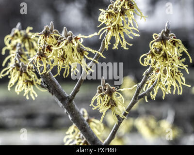 Hamamelis intermedia, la noisette de sorcière Banque D'Images