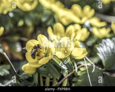 Aconit d'hiver (Eranthis hyemalis) Banque D'Images