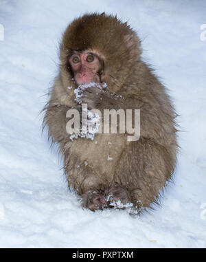 Makake, snow monkey, assis dans la neige, manger de la neige, Japon Banque D'Images