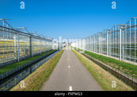 Vue en perspective des serres en verre industriel dans l'Netehrlands. Banque D'Images