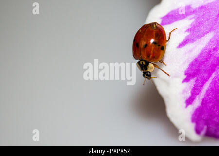 Coccinelle sur Orchid Banque D'Images