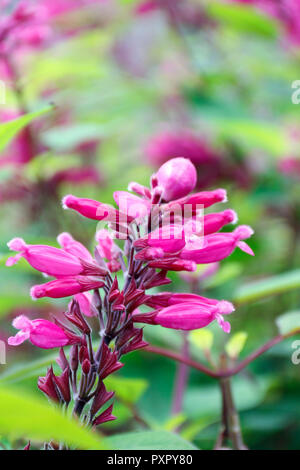 Close up de fleurs roses de la Salvia Involucrata Boutin (Roseleaf Sage) Banque D'Images