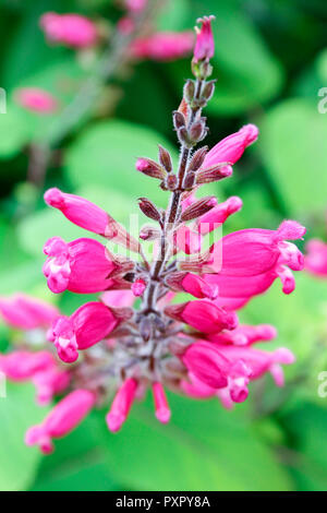 Close up de fleurs roses de la Salvia Involucrata Boutin (Roseleaf Sage) Banque D'Images