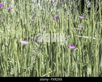 Engrain (Triticum monococcum) dans le jardin d'herbes au couvent Inzigkofen sur la vallée du Danube, Jura souabe, Bade-Wurtemberg, Allemagne, Eur Banque D'Images