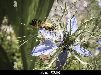 Wasp sur la fleur d'une Nigella damascena. L'amour dans une brume fleur, Bavaria, Germany, Europe Banque D'Images