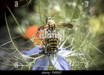 Wasp sur la fleur d'une Nigella damascena. L'amour dans une brume fleur, Bavaria, Germany, Europe Banque D'Images