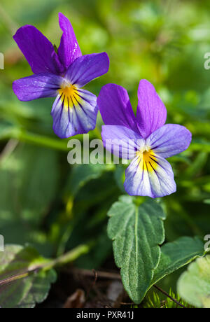 Coeur joie (Viola tricolor) Banque D'Images