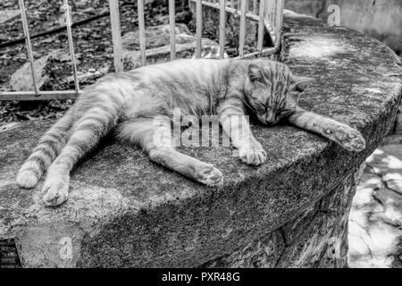 Stray Cat P.C. Banque D'Images