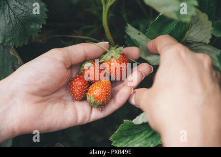 Jeune femme la récolte des fraises Banque D'Images