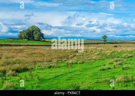 Mur d'Hadrien, Northumberland, Angleterre, Royaume-Uni, Europe Banque D'Images